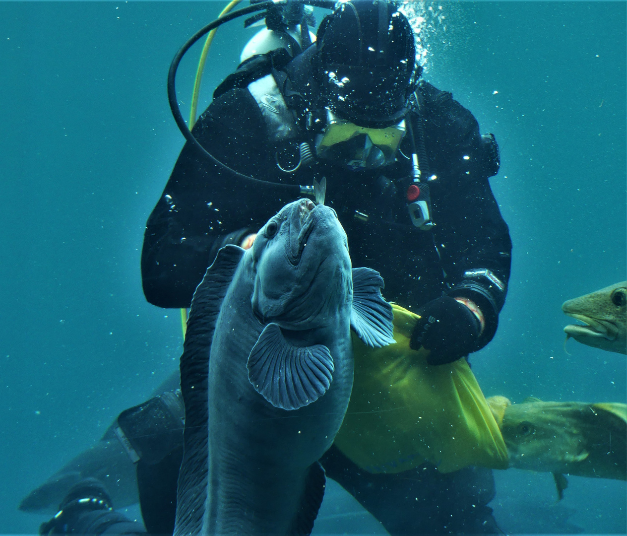 Hurtig Fische, kommt zu Tisch...