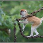 Husarenaffeweibchen auf der neuen Kiwara-Kopje im Zoo Leipzig