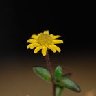 Husarenköpfchen ein Lichtblick in der trüben Zeit