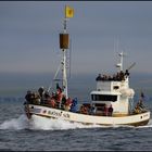 husavik whalewatching