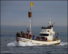 husavik whalewatching