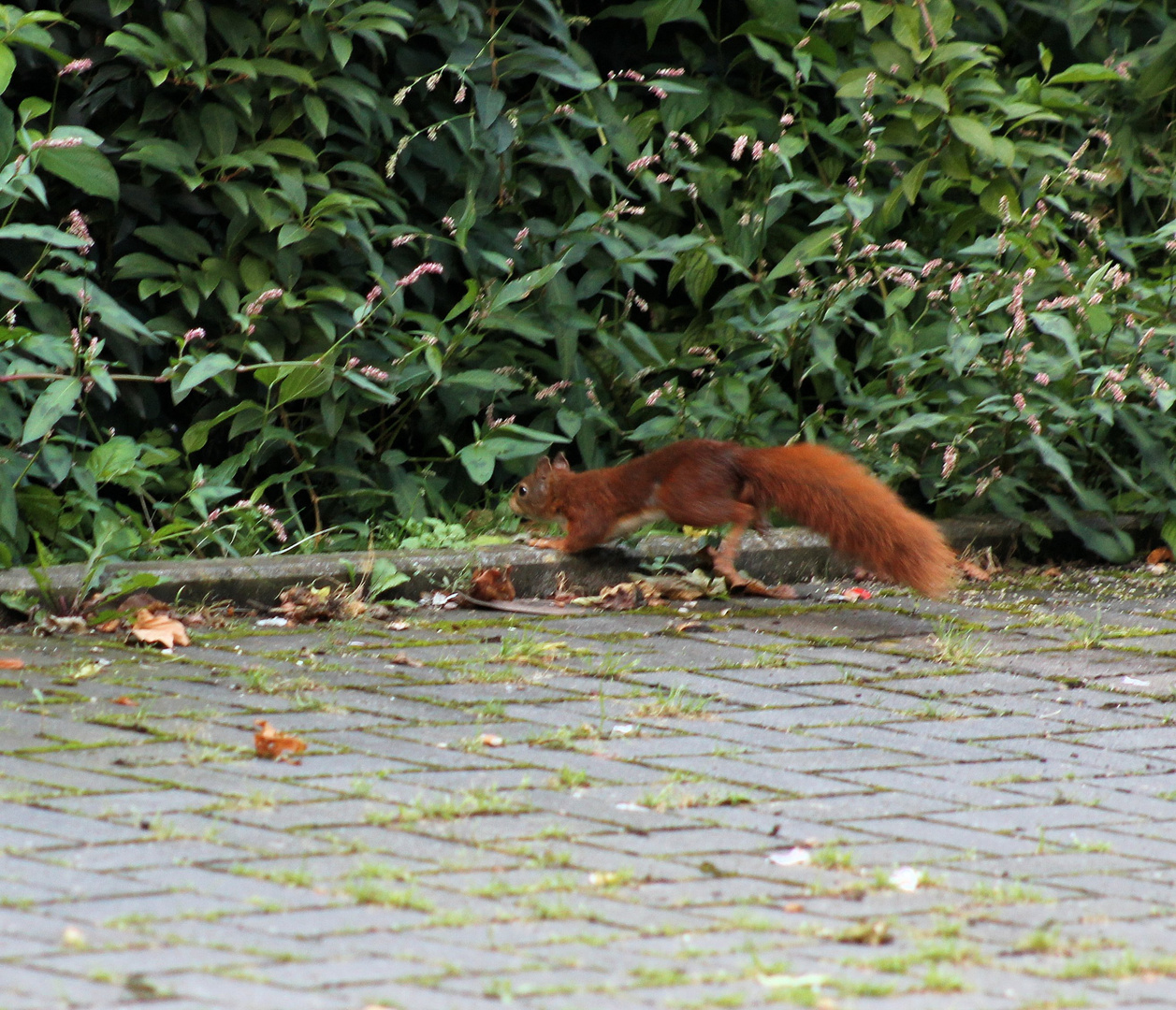 husch husch in den Busch