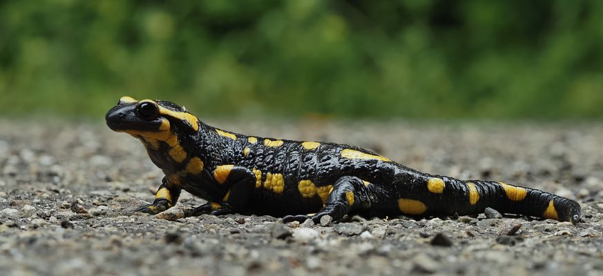 Husch Husch über das Strässchen