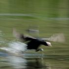 Husch, husch über den Wolkenberger Weiher