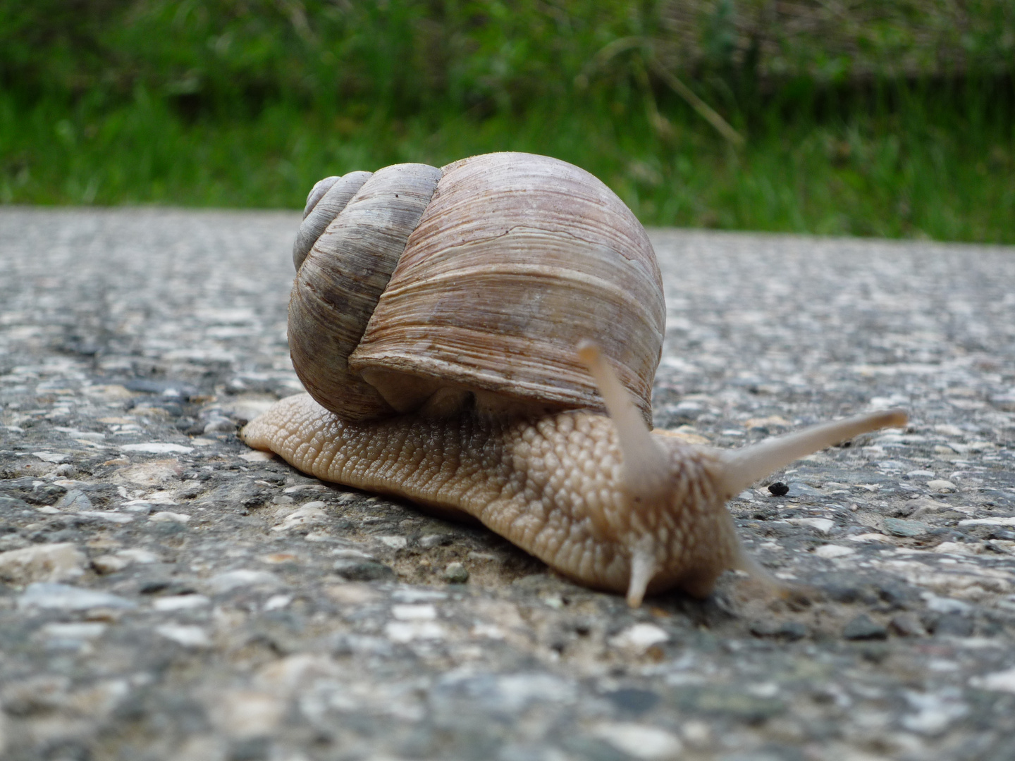 Husch Husch über die Straße