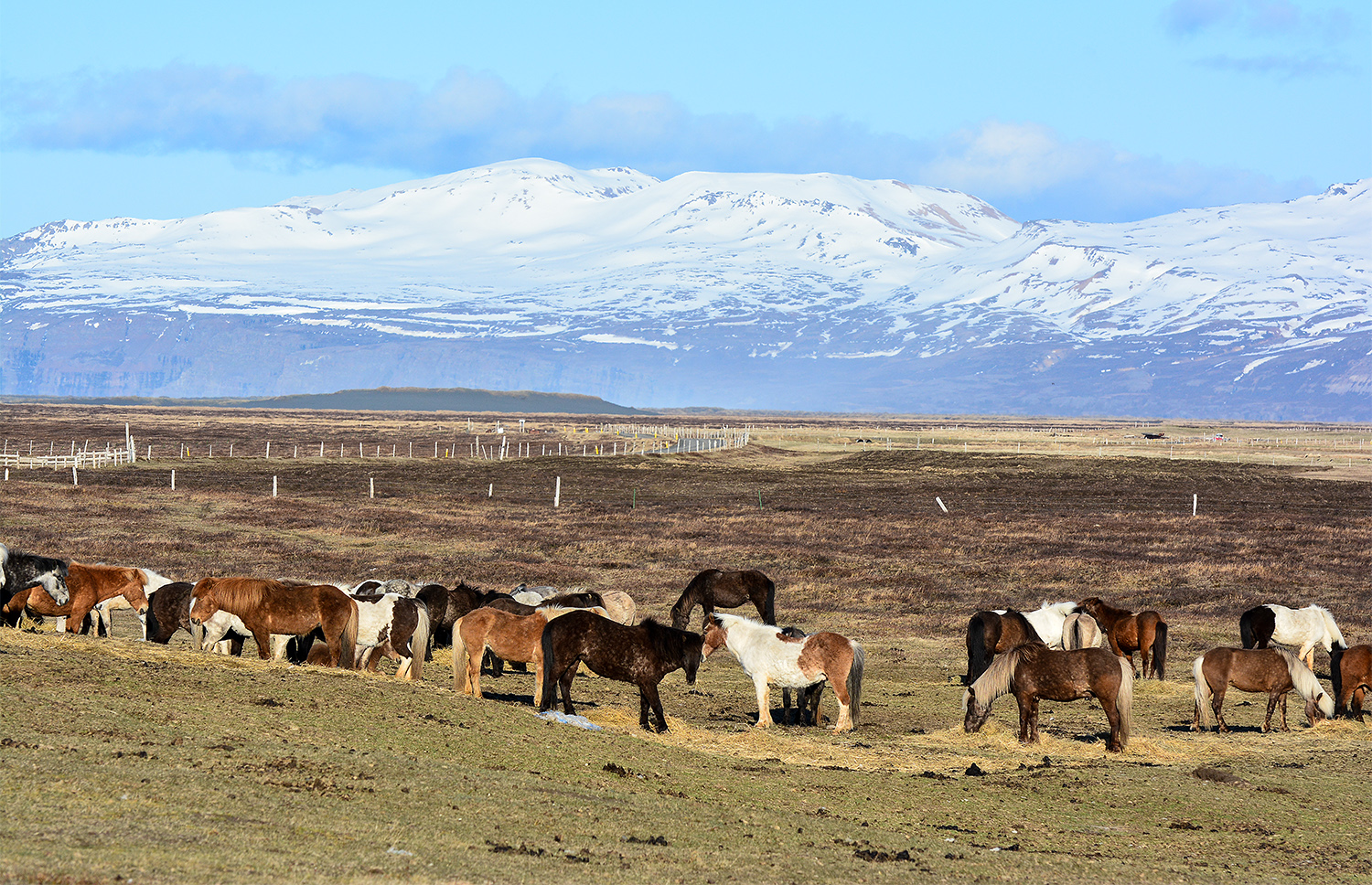 Husey auf Island Foto & Bild island, islandponys, natur Bilder auf