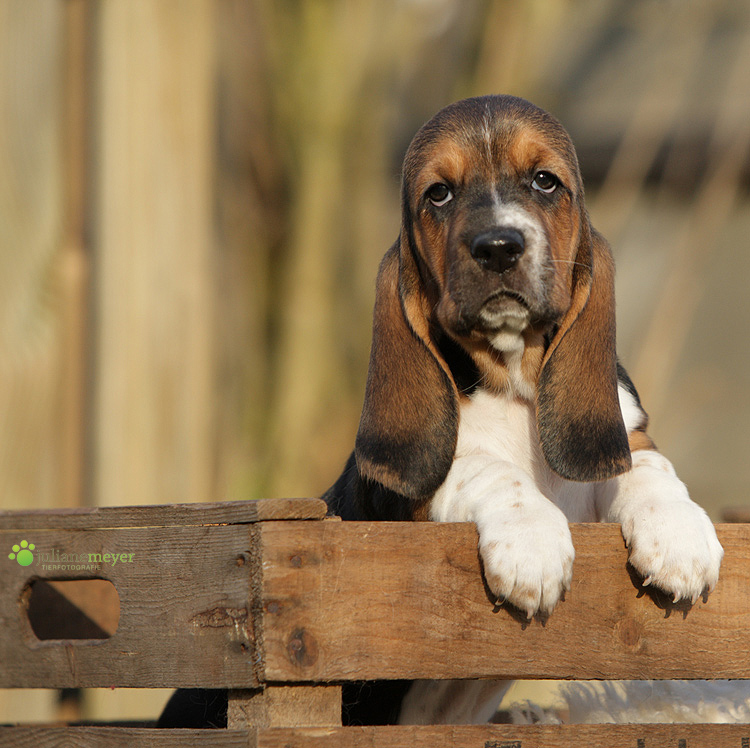 Hush Puppy Foto &amp; Bild tiere, tierkinder, hunde Bilder auf