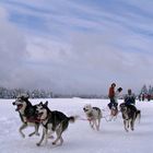 Huski - wir wollen gewinnen!