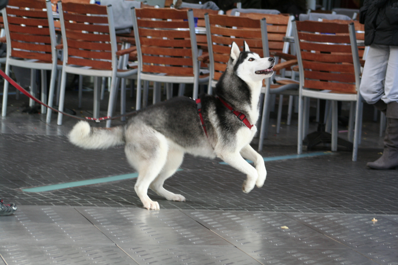 Huskie