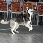 Huskie