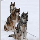 Huskies 01