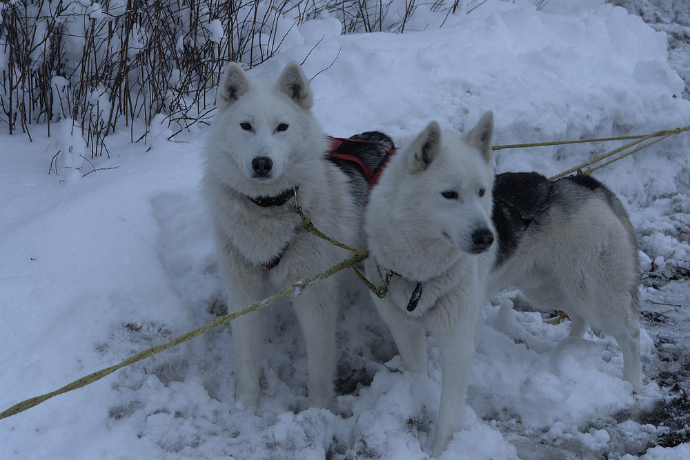 Huskies