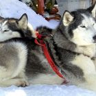 Huskies