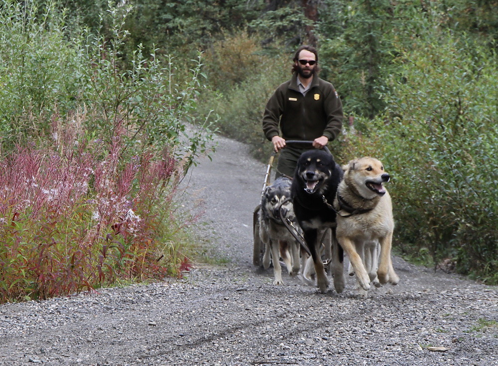 Huskies at work