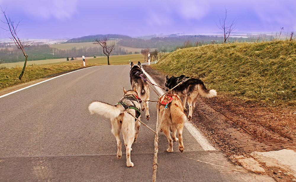 Huskies bei der Arbeit