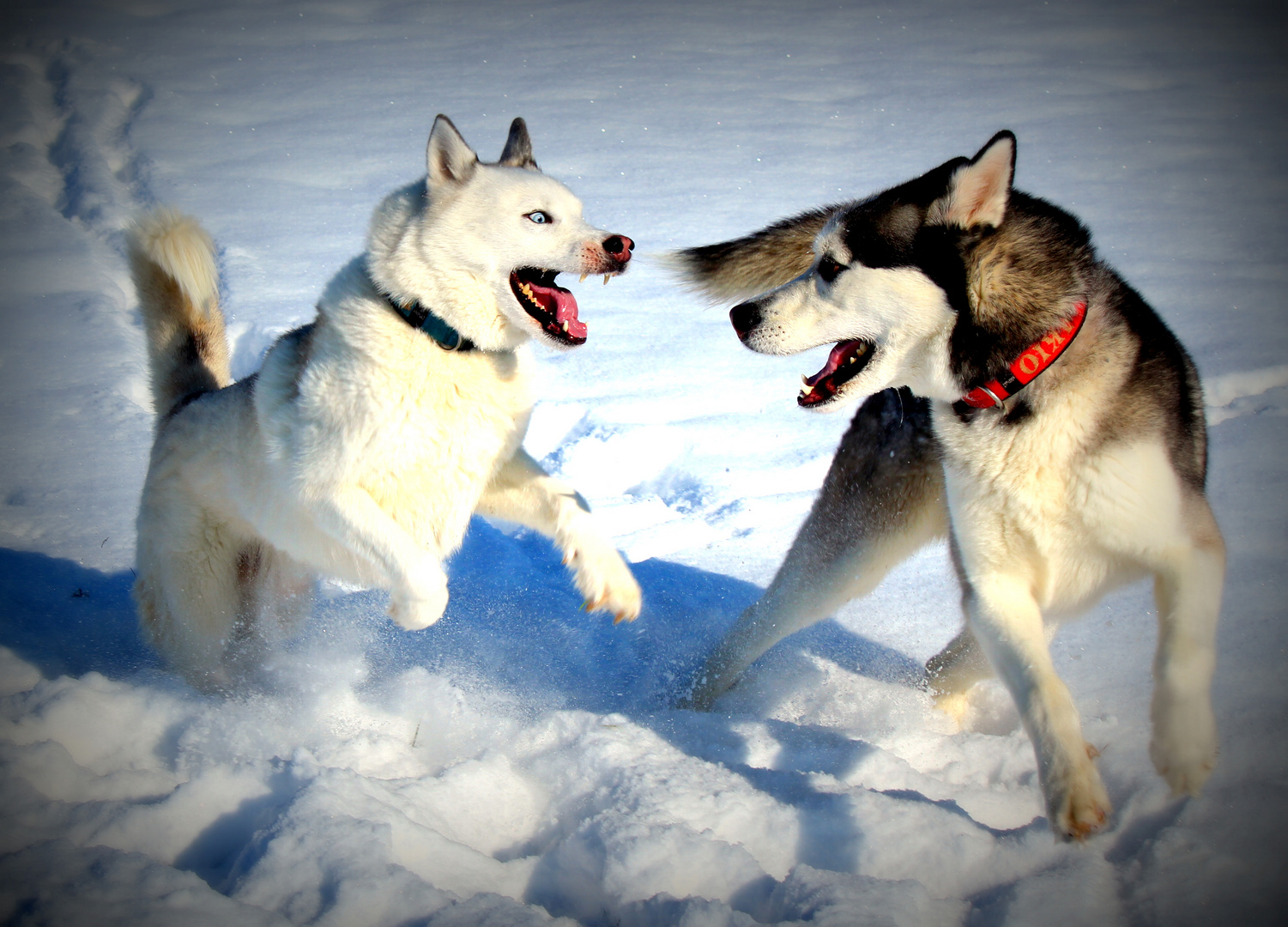 Huskies im Schnee