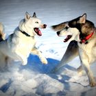 Huskies im Schnee