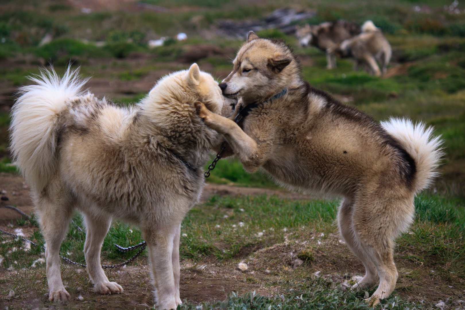 Huskies im Sommer