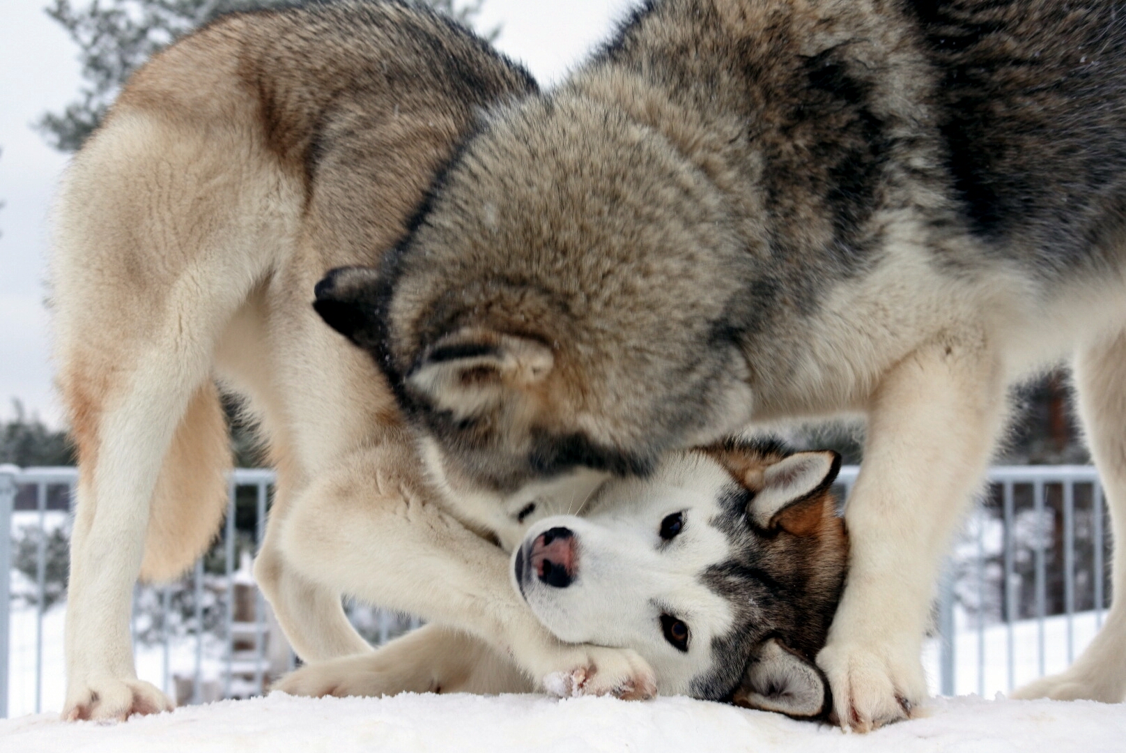 Huskies im Spiel 