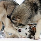 Huskies im Spiel 