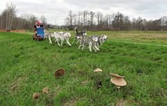 Huskies im Spreewald