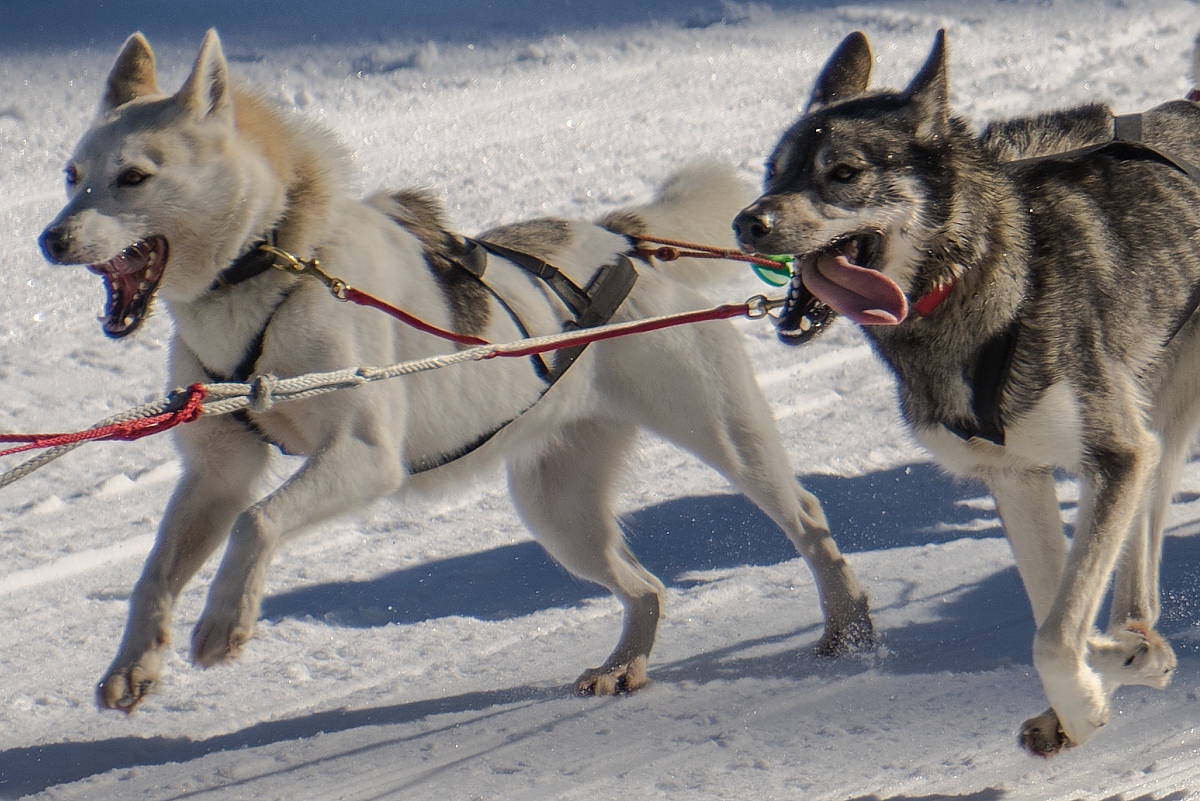 Huskies In Action