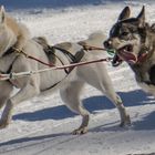 Huskies In Action