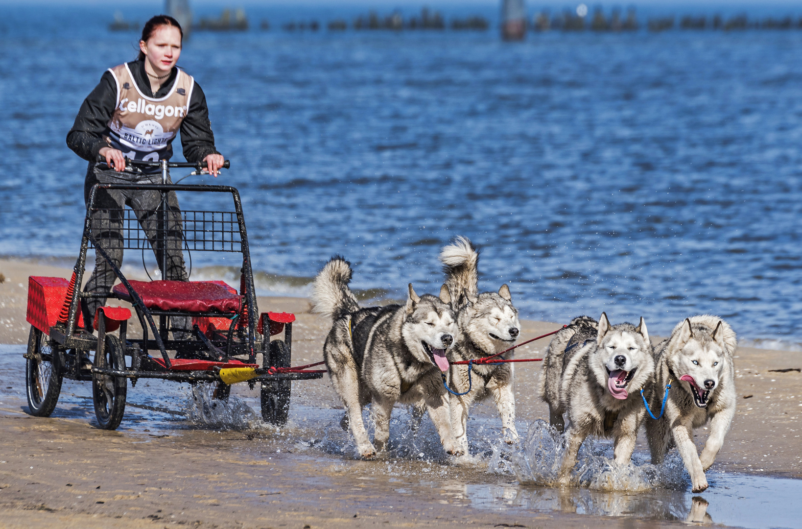 Huskies on the beach