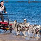 Huskies on the beach