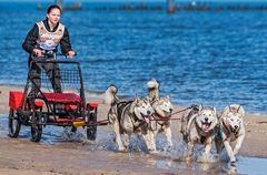 Huskies on the beach