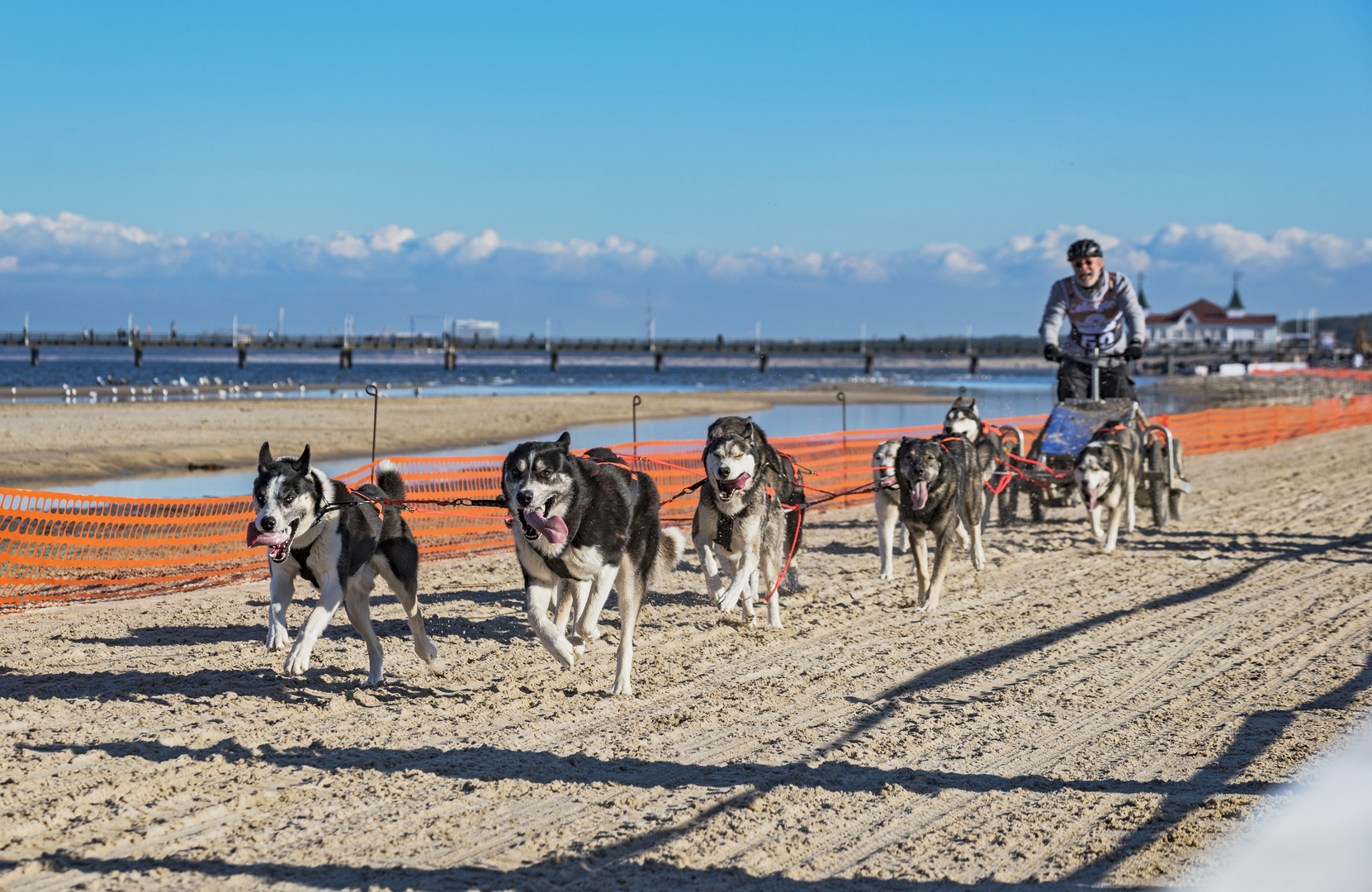 Huskies on the run