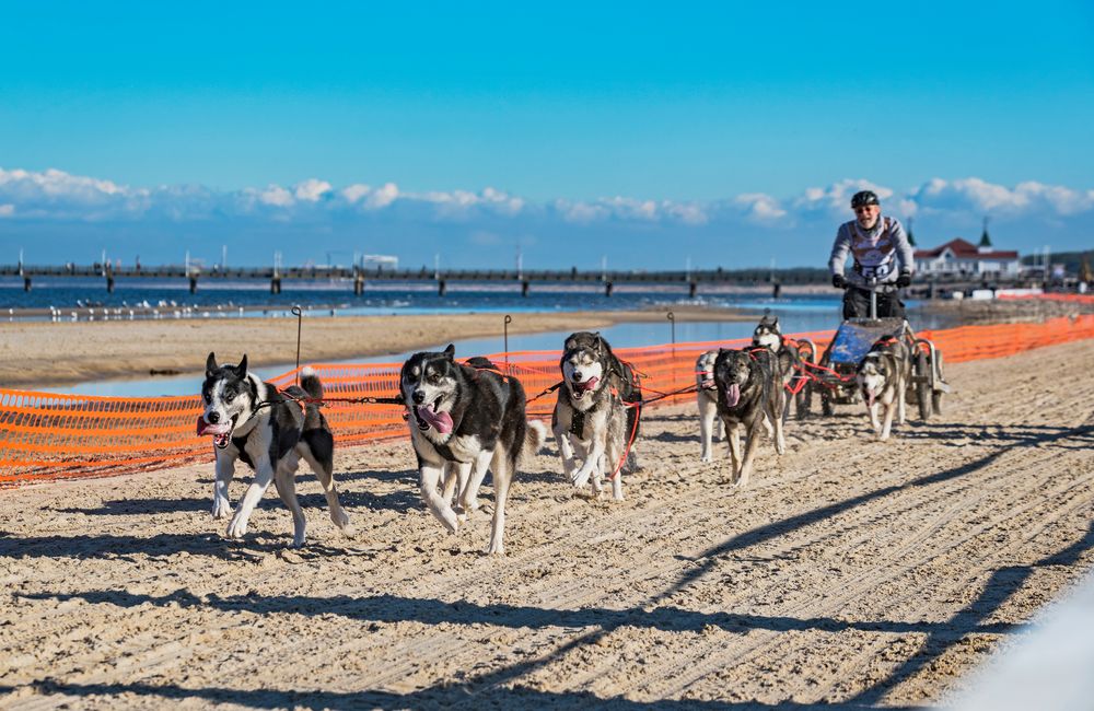 Huskies on the run