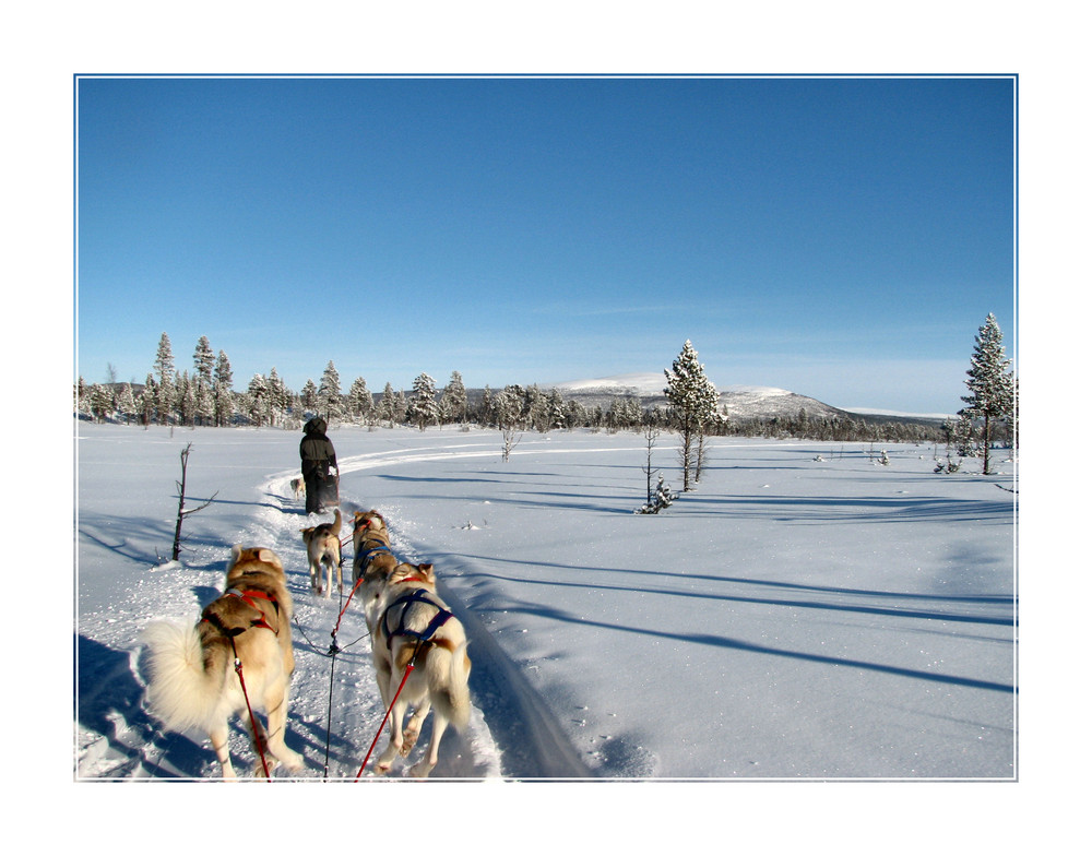 huskies on tour