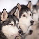 Huskies vor dem Rennen