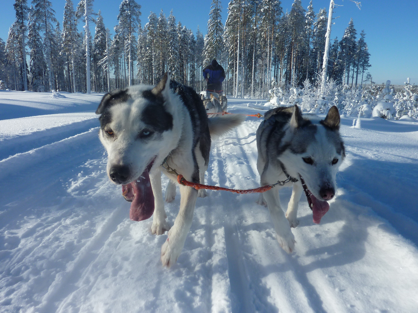 Huskietour 2011 in Finnisch-Karelien