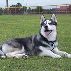 Husky.,,