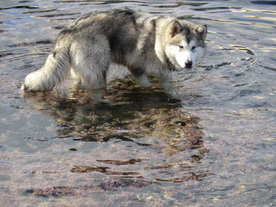 Husky