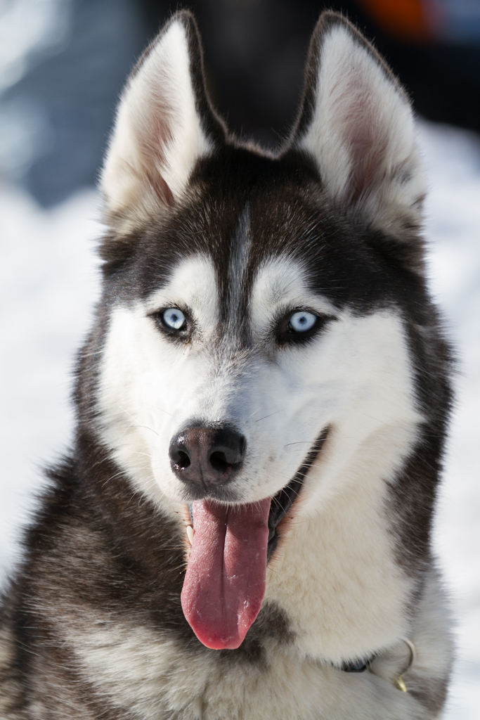 Husky