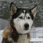 Husky 1