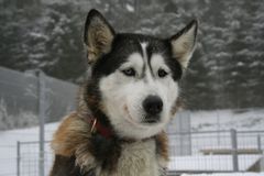 Husky 1