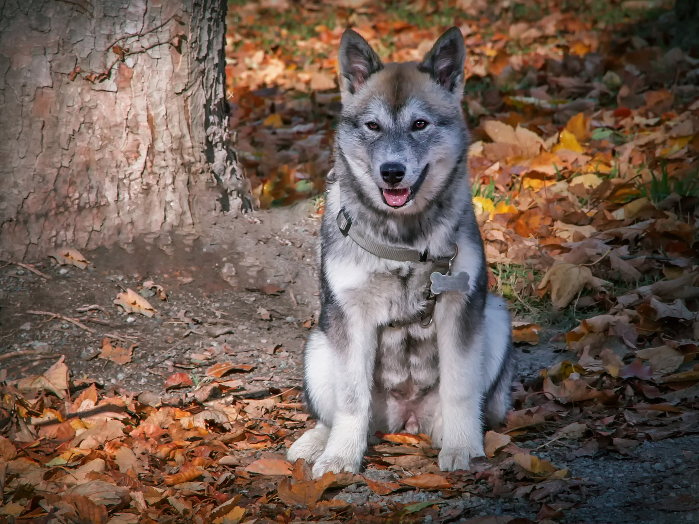  Husky - 14 Wochen