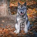  Husky - 14 Wochen