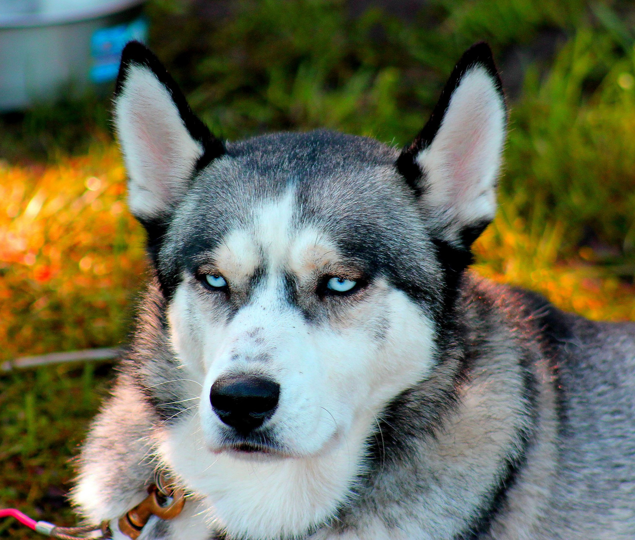 HUSKY