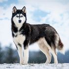 Husky