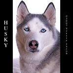 Husky 2