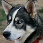 Husky 2