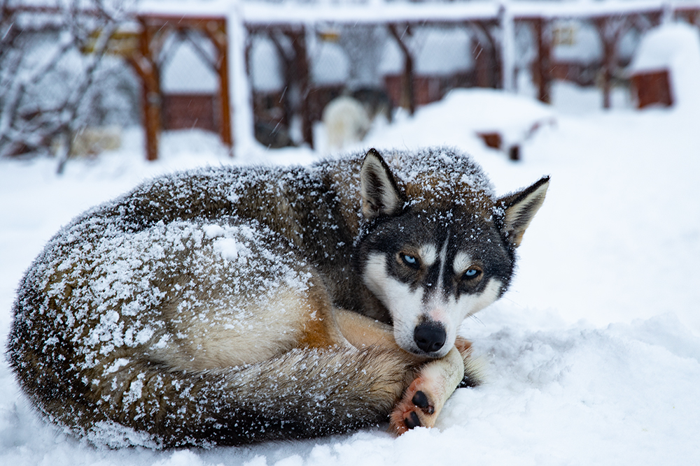 Husky