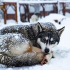 Husky