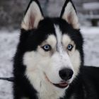 Husky