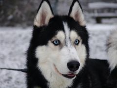 Husky